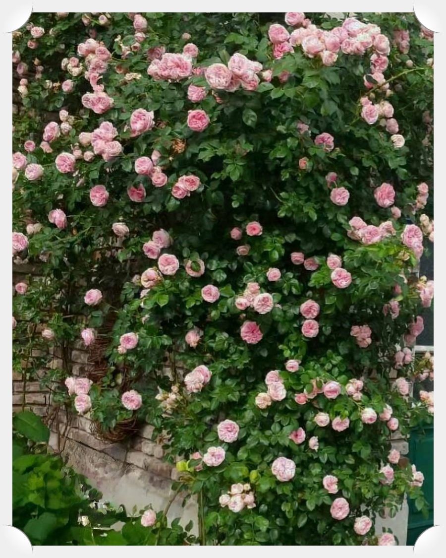 Giardina róże pnące